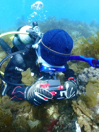 和歌山の海でフォトダイビング