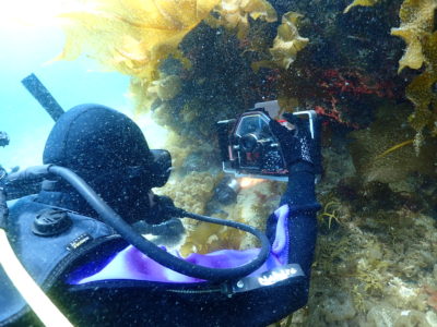 和歌山の海でフォトダイビング