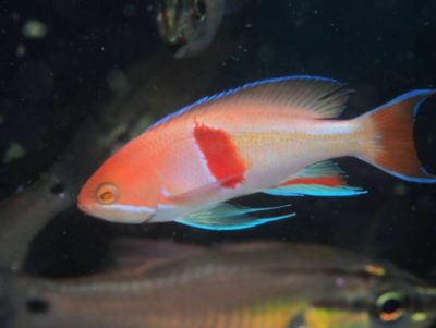 アカオビハナダイ