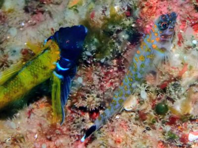 ヒメギンポペア