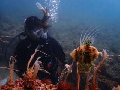 マトウダイとダイバー