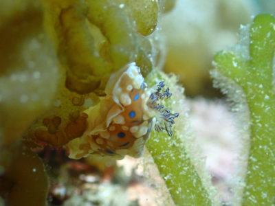 ミヤコウミウシ